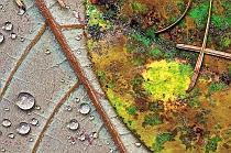 Yellow Dot & Dew Drops on Two Autumn Leaves